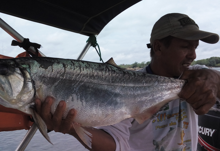 Video e foto: peixe se debate no Xingu. Apanhado, percebe-se que seu corpo está apodrecendo (Foto: Elena Araujo)