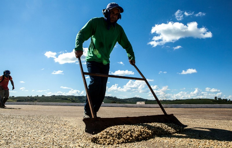 Trabalhador junta sementes secas de café. Foto: Lilo Clareto