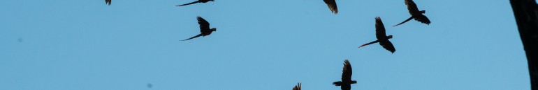 Animais ainda desconhecidos e espécies únicas serão colocados em risco por usinas do Tapajós