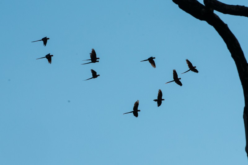 Araras-vermelhas sobrevoam o rio Tapajós. Foto: Valdemir Cunha/Greenpeace.