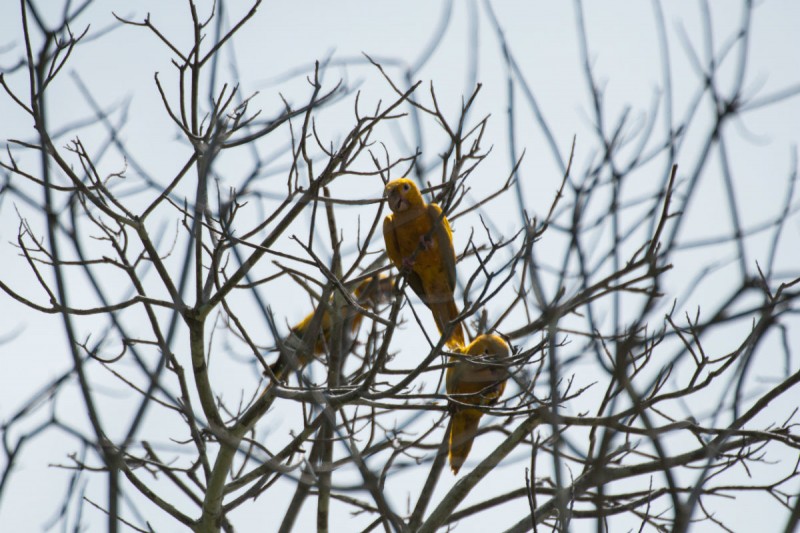 Ararajubas (Guaruba guarouba) próximas ao Rio Tapajós. Espécie é ameaçada de extinção. Foto: Valdemir Cunha / Greenpeace