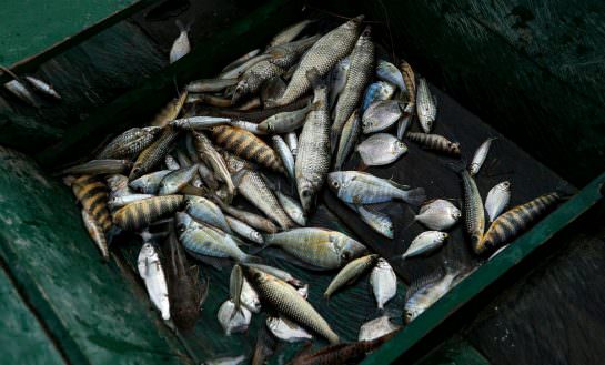 Pesca de ribeirinhos na comunidade Pimental, localizada nas margens do Rio Tapajós. Foto: Lilo Clareto/Repórter Brasil