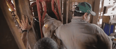 Marcação a ferro durante ultrassom