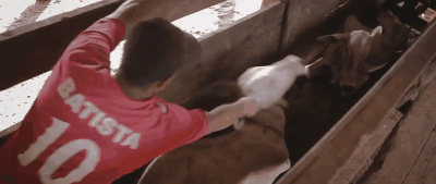 Pauladas dentro do curral