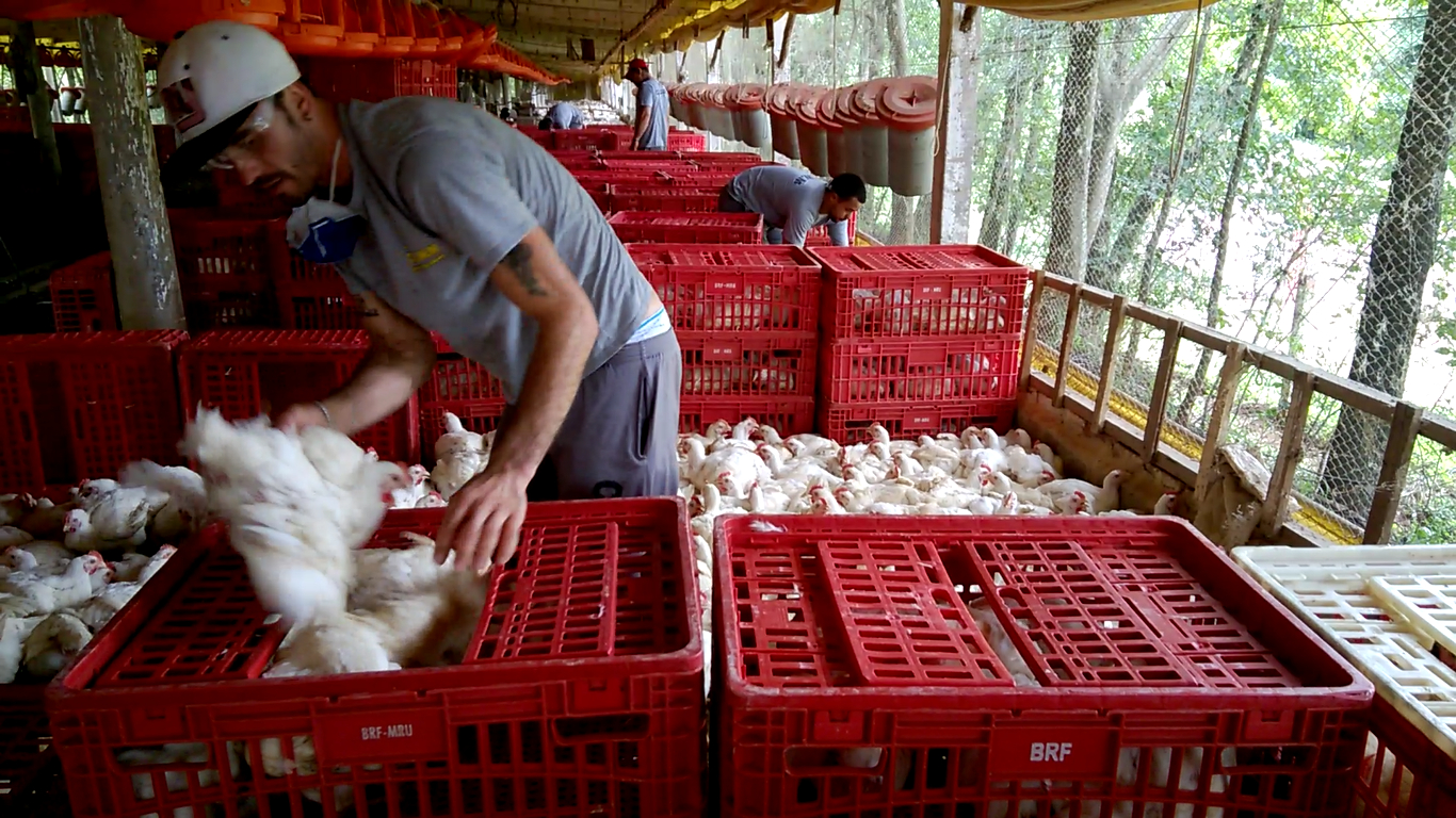 Ausência de carteira assinada, jornadas excessivas e condições insalubres são apenas alguns dos problemas enfrentados pelos trabalhadores da apanha. Foto: André Campos