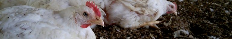 A árdua tarefa de pôr o frango na caixa