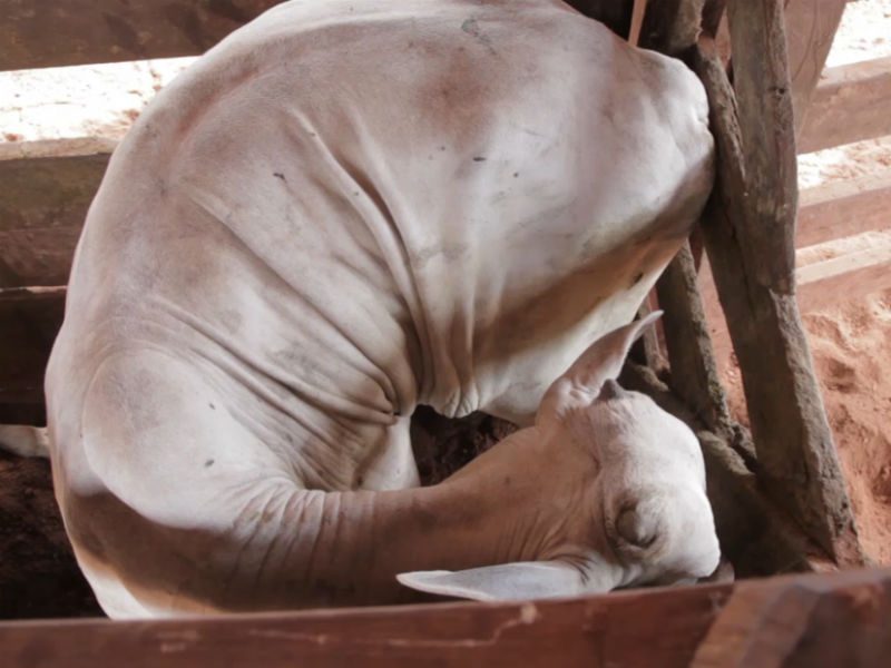 Gado preso em curral. Foto: Marcio Isensee e Sá/Repórter Brasil