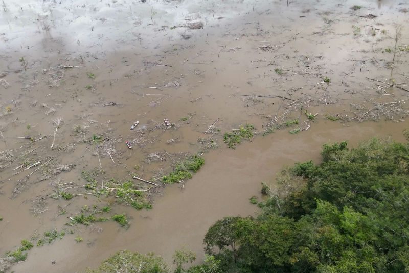 Árvores dentro do lago foram principal motivo da morte dos peixes em Teles Pires. Foto: Ibama