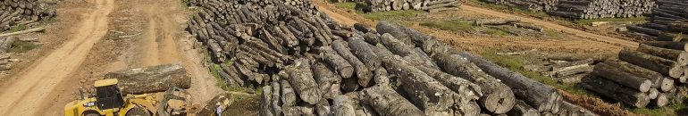 Empresários pró-golpe têm ligação com desmatamento na Amazônia e no Sul do país