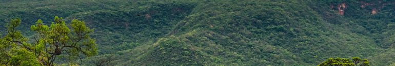 Demanda mundial por papel higiênico amplia desmatamento no cerrado brasileiro