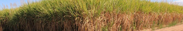 Raízen deve voltar a pagar horas de transporte de funcionários, decide Justiça