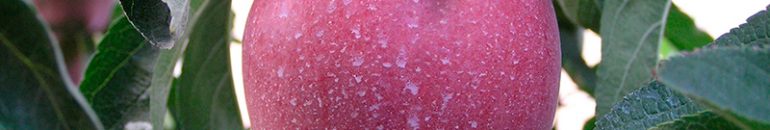 Agrotóxicos proibidos na Europa são campeões de vendas no Brasil