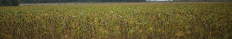 Agrotóxicos podem ser a causa de casos de câncer e malformação?