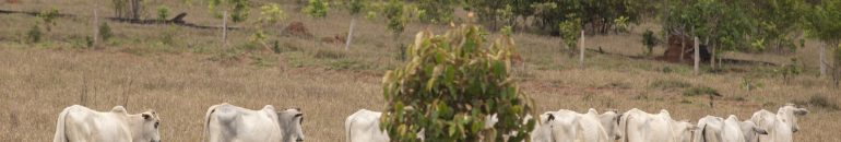 Desmatamento na Amazônia: controle de supermercados sobre fornecedores irregulares de carne bovina é falho, dizem entidades