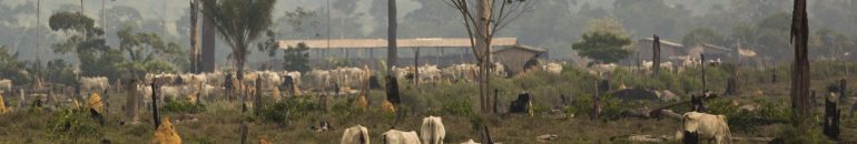 A multinacional Danish Crown e os desmatadores da Amazônia