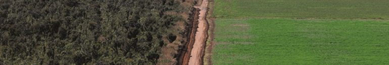 Desmatamento no Cerrado: controle feito por frigoríficos é pior do que na Amazônia