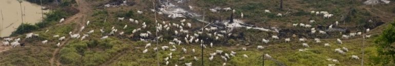 Gado criado ilegalmente em terra indígena no Pará abastece JBS e Frigol