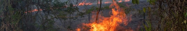 BB e BNDES são os bancos que mais financiam setores que desmatam, mostra estudo internacional