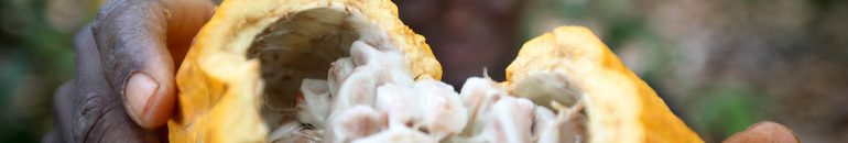 Barry Callebaut, Cargill e Olam são foco de novo ‘Monitor’ sobre indústria do cacau