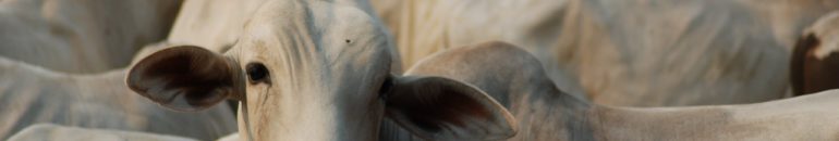 How public agencies hinder access to information about the beef cattle chain