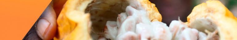 Boletim Monitor #6: Trabalho escravo no cacau da Bahia