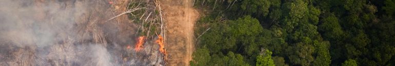 Coalizão Florestas & Finanças atualiza banco de dados de financiadores por trás do desmatamento