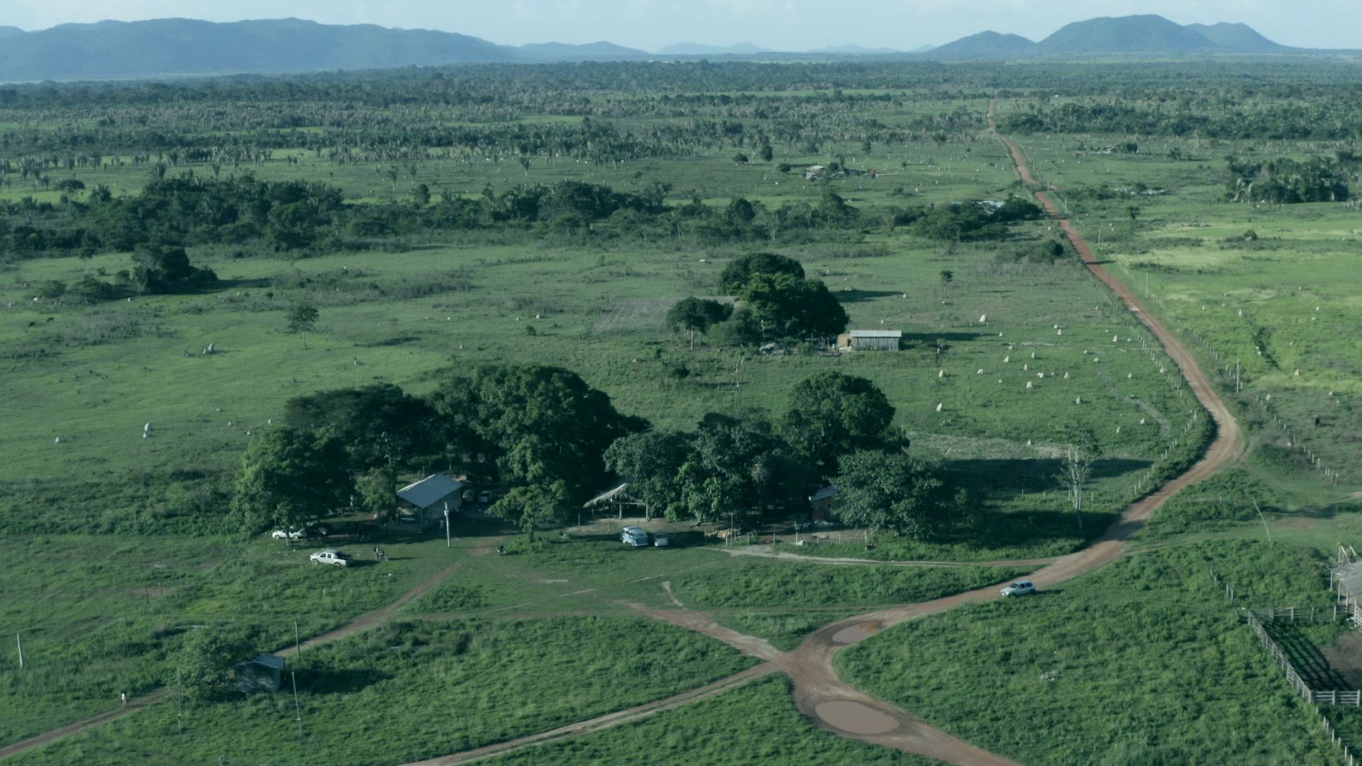 pau-darco_agrotoxico