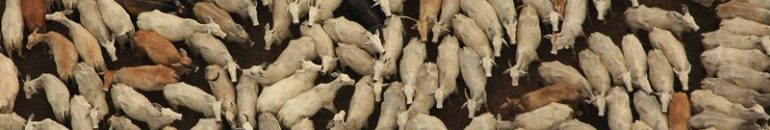 Corrupção, fraudes e hackers mascaram a origem ilegal da carne na Amazônia