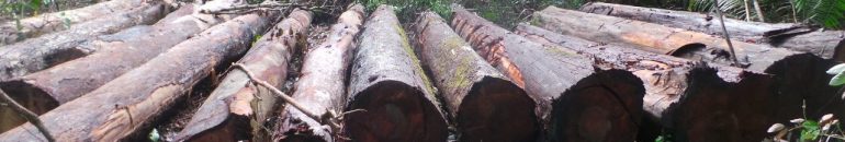 Reconstrução da BR-319 ameaça 69 terras indígenas e avança com manobras do governo