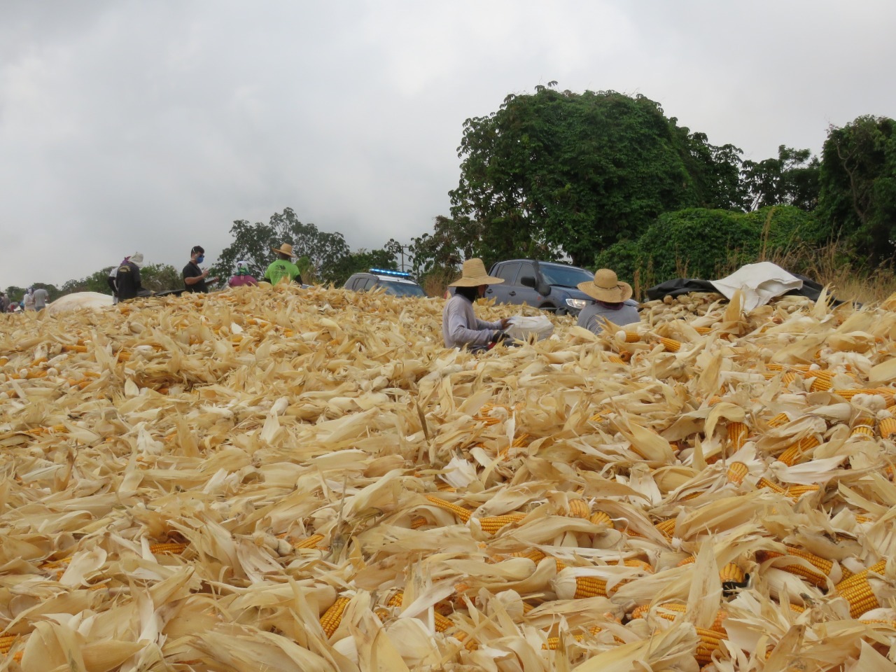 Trabalhadores separando a palha da espiga do milho (Foto: Grupo Especial de Fiscalização Móvel/Divulgação)