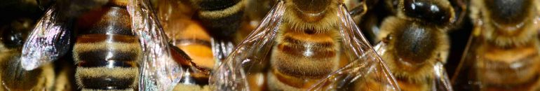 Brasil é principal destino de agrotóxico banido na Europa e ligado à morte de abelhas