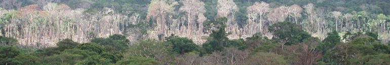 Fazendeiros jogam agrotóxico sobre Amazônia para acelerar desmatamento