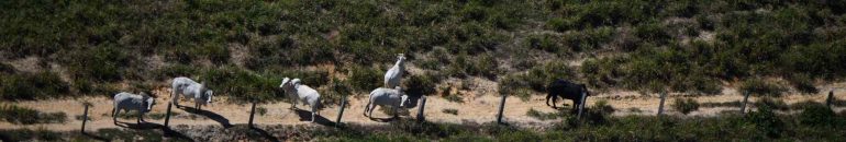 JBS admite ter comprado quase 9 mil bois ilegais do ‘maior desmatador do país’