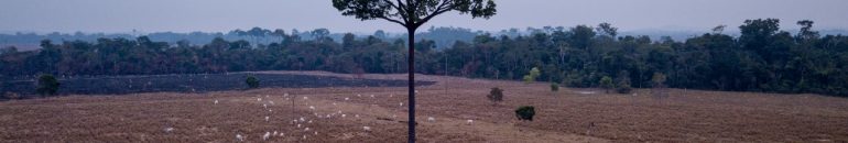 MPF diz que frigoríficos podem, sim, identificar todas as fazendas em que gado passou antes do abate