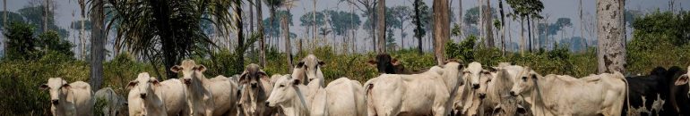 Pelo segundo ano consecutivo, irregularidades colocam JBS entre piores frigoríficos para MPF