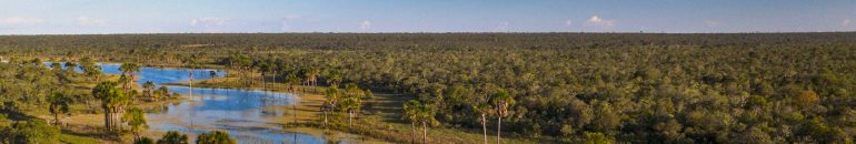 BNDES aproveita brecha legal e financia infratores ambientais no Cerrado