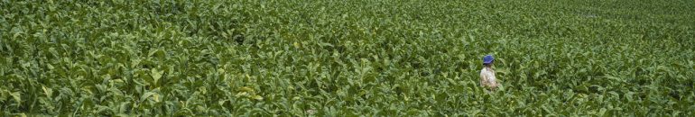 Lavouras de fumo têm três produtores na ‘lista suja’ do trabalho escravo