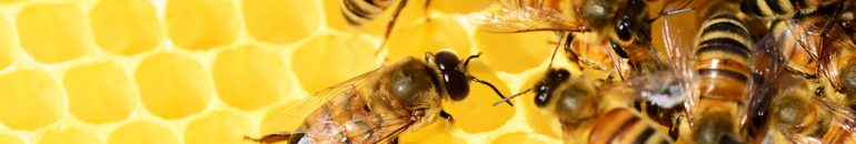 Agrotóxicos: morte de 112 milhões de abelhas levanta polêmica no interior de SP