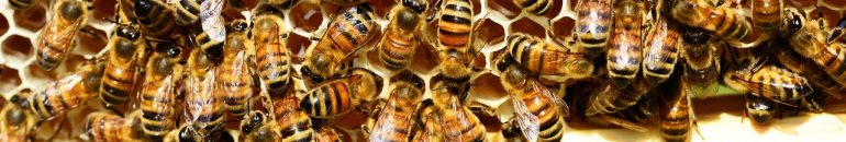 Europa despeja no Brasil mais de 6.000 toneladas de agrotóxicos que matam abelhas em apenas um ano