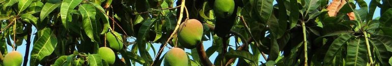 Certificadoras garantem mercado para empresa que tomou multas trabalhistas ao longo de três anos