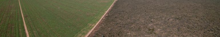 Bunge compra soja de família multada por plantio ilegal em área ameaçada do Cerrado