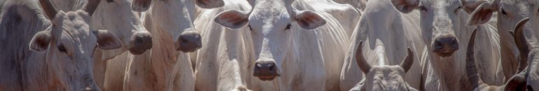 Nova ‘Lista Suja’ do trabalho escravo traz 5 fornecedores da JBS e 13 garimpos