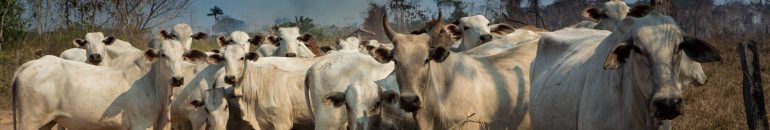 Governos da Amazônia não cruzam dados de pecuária e desmatamento para controle ambiental