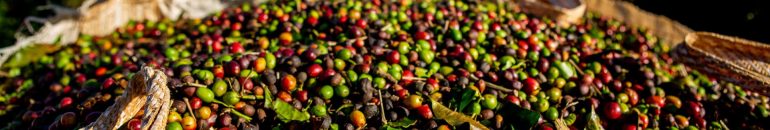 Starbucks: fazendas de café certificadas são flagradas com trabalho escravo e infantil em Minas Gerais