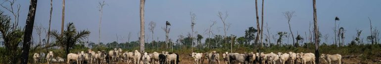 Frigoríficos brasileiros negociaram bois com pecuaristas investigados por lavagem de dinheiro