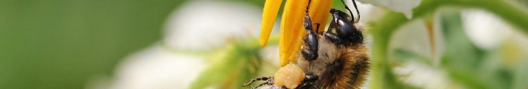 Fabricante de agrotóxico letal a abelhas usou ex-servidor da Agricultura em lobby