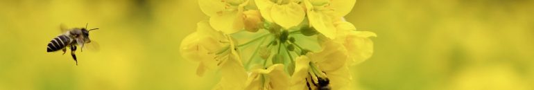 Ibama restringe uso de agrotóxico letal a abelhas, o tiametoxam