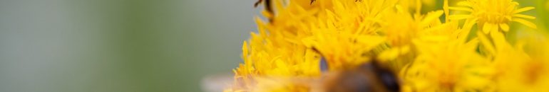 Agro x ciência: indústria faz lobby por agrotóxico letal a abelhas