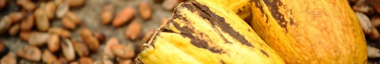 Cacau e ódio aos indígenas: a origem do movimento ‘Invasão Zero’